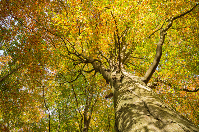 2 Autumn Colours by Barbara Austin
